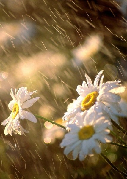 Картинки по запросу цветы под дождем